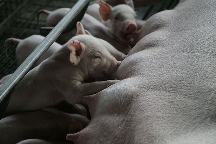 Surging Pork Prices Won't Cause Market Concern, Expert Says