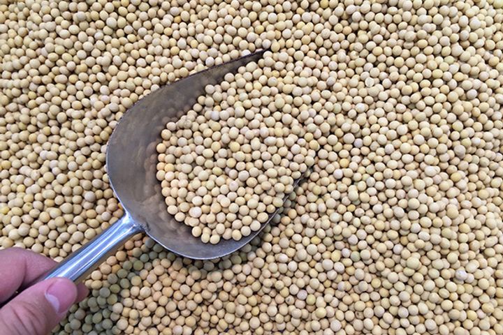 Chinese Biotech Firm to Work On Commercialization of GM Soybeans in Argentina