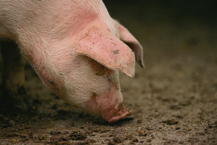 Swine Fever Crops Up Again in E. China, But Lid on Disease, Agro-Ministry Says