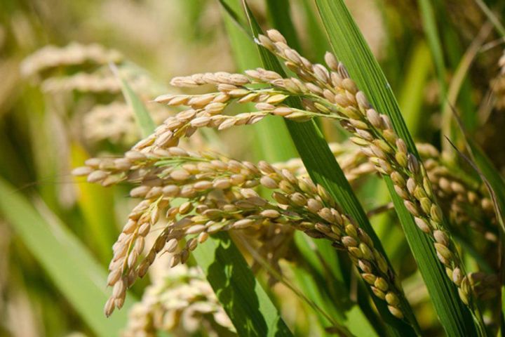 China's Scientists Log Record Yield of Super Hybrid Rice in Yunnan