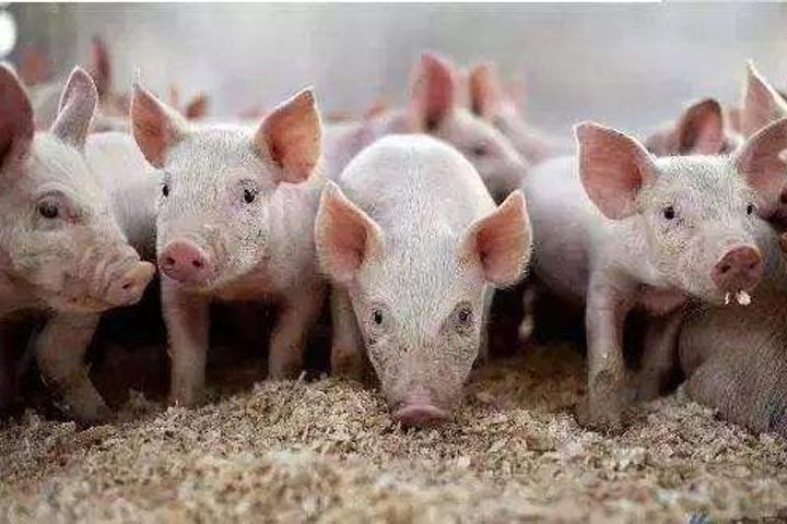 African Swine Fever Hits Areas Close to Beijing