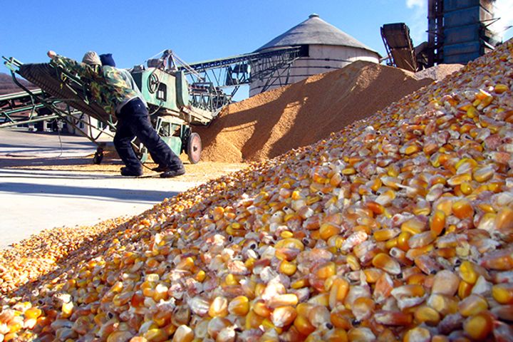 China's Corn Price to Find Ceiling at CNY2,000 a Ton, Chinagrain Analyst Says