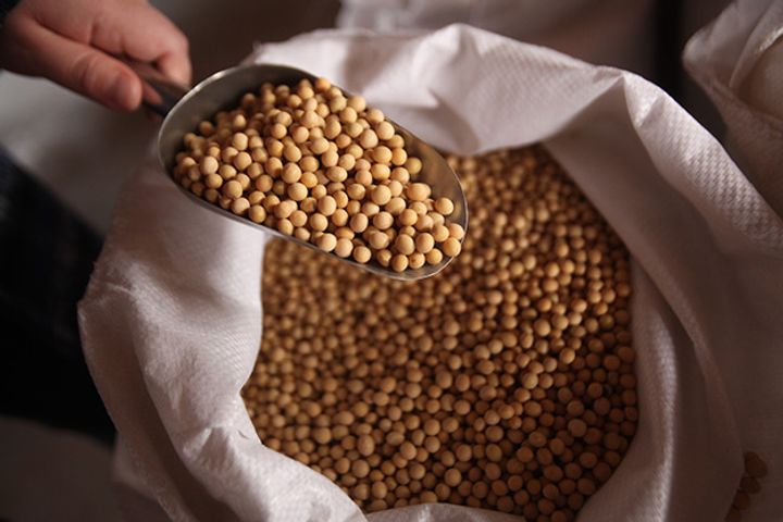 New Canon of Fodder for Pigs Cuts Soybean Meal, May Trim Imports by 10 Million Tons