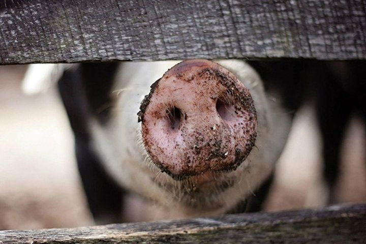 African Swine Fever Has Claimed 600,000 Pigs' Lives in China
