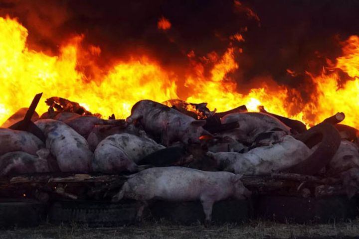China Tightens Control Over Pig Transport to Suppress African Swine Fever 