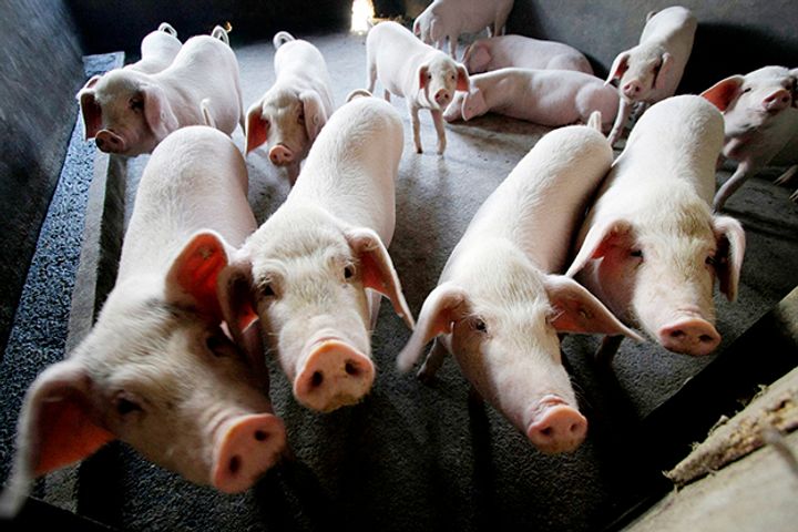China Reports Swine Fever Outbreaks in Beijing, Xi'an, Sichuan