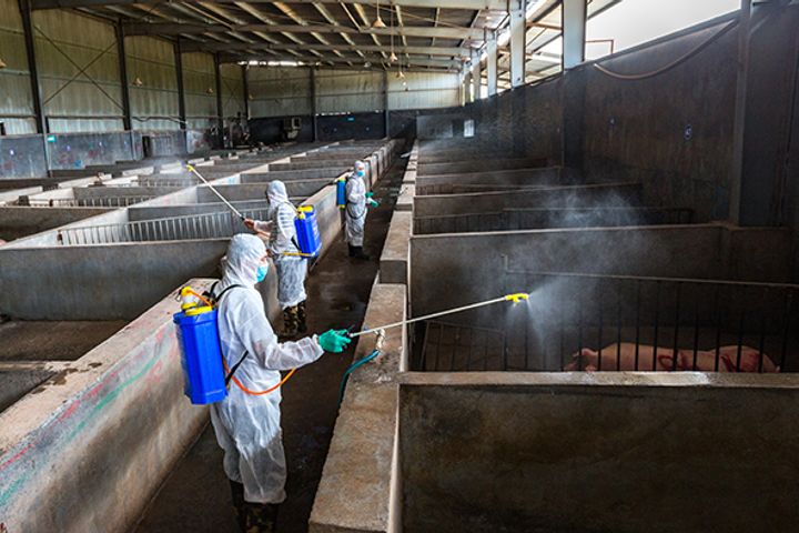 China Discovers More African Swine Fever in Beijing