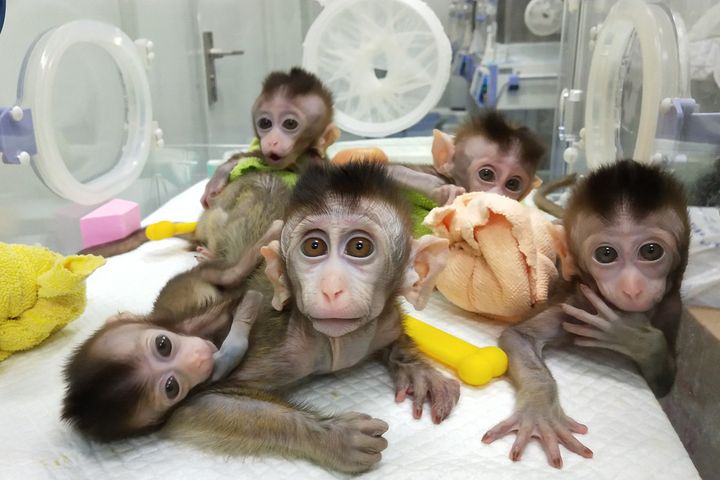 China Clones Five Monkeys With Genes Edited to Cause Mental Illness