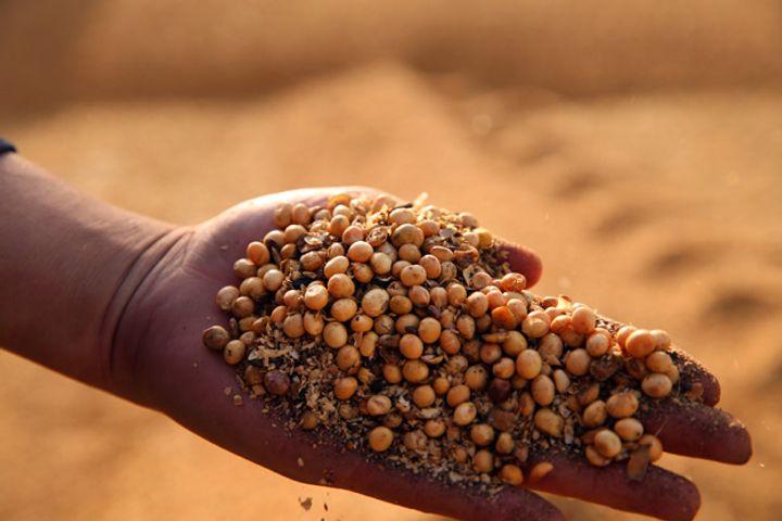China May Boost Soybean Production This Year to Hedge Against US Tariff Hikes