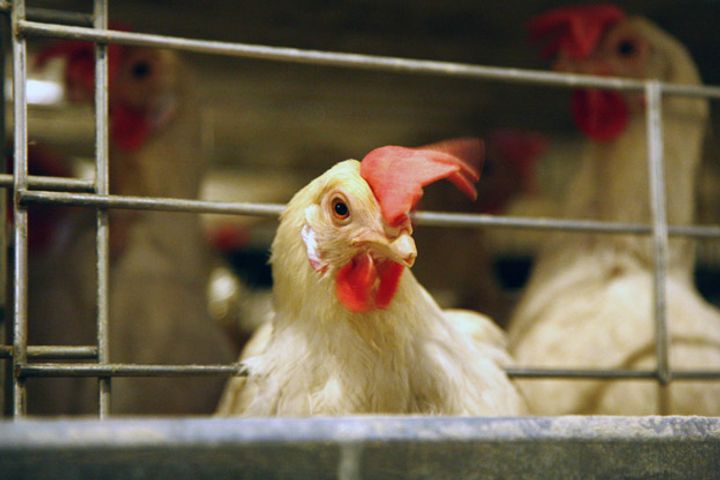 China Slaps Anti-Dumping Tariffs on Brazilian Chicken