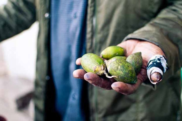 Hunan Province Stops China-Wide Ads by Betel Nut Processors