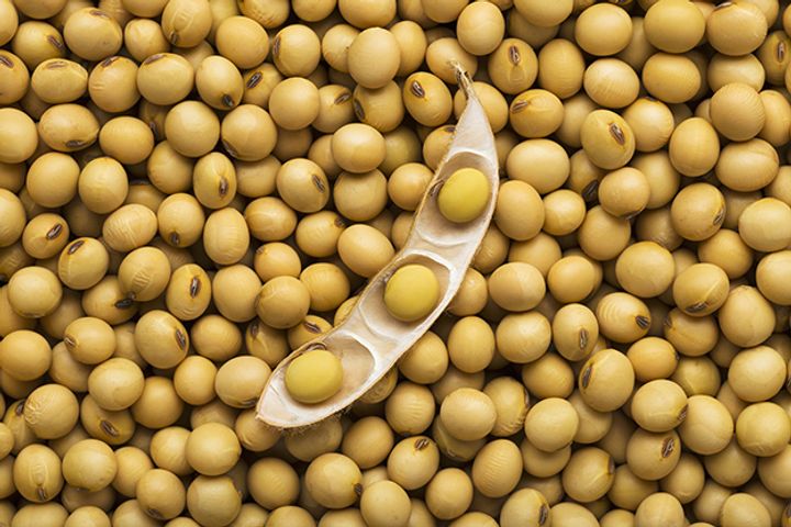 Chinese Feedmaker to Start Planting GM Soybeans in Argentina
