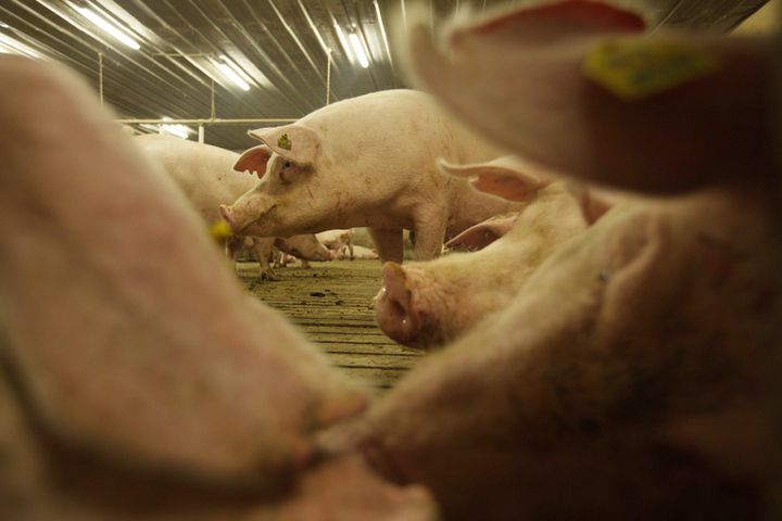 Chinese Pork Prices to Peak on African Swine Fever Woes, Agriculture Ministry Predicts