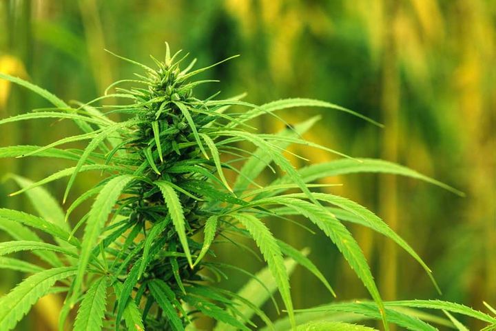 Two More Chinese Firms Hit Limit Up After Entering Hemp Business