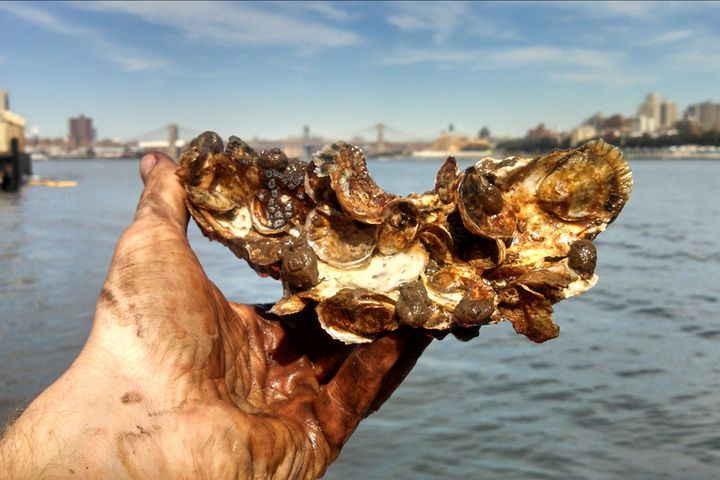 Aw Shucks! Can Oysters Clean up New York Harbor?