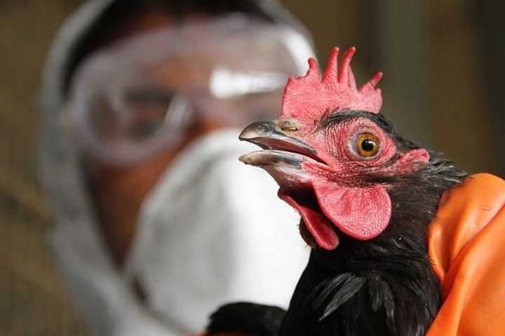 Virulent Bird Flu Outbreak in NE China Causes Cull of 25,472 Fowls