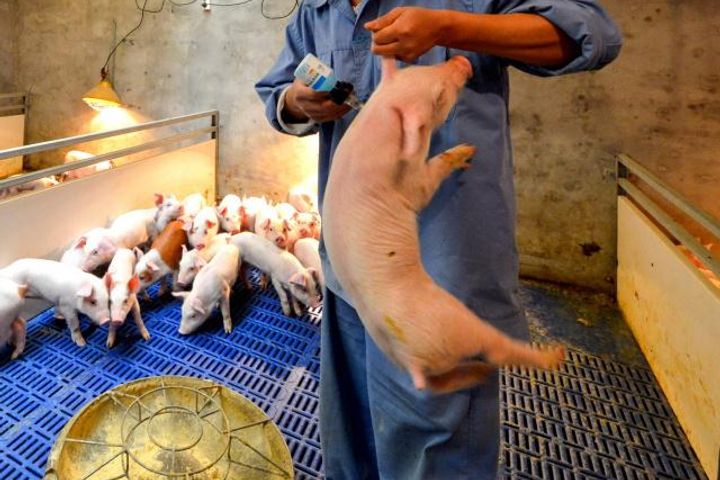 Chinese Scientists Develop First African Swine Fever Vaccine Candidate