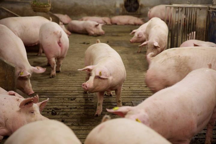 Chinese Officials Snub Highsun's 'Swine Fever Drug' Trials, Torpedo Shares