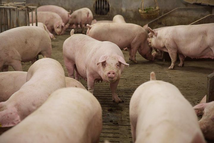 China Has Not Approved African Swine Fever Drug, Regulator Says
