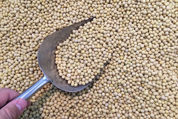 China Develops GM Soybeans That Can Grow in Southern Areas With Little Sunlight