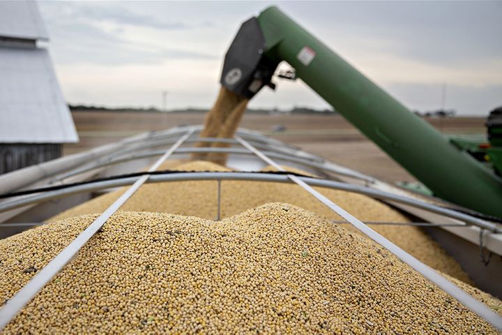 Chinese Enterprises Halt New Purchases of US Agricultural Products