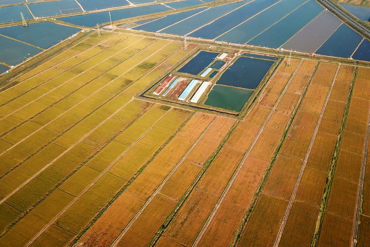 China's 'Father of Hybrid Rice' Sets Up China's First Sea Rice Cold Breeding Station