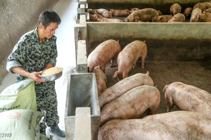 China Offers Up to USD701,000 in Pig Rearing Subsidies