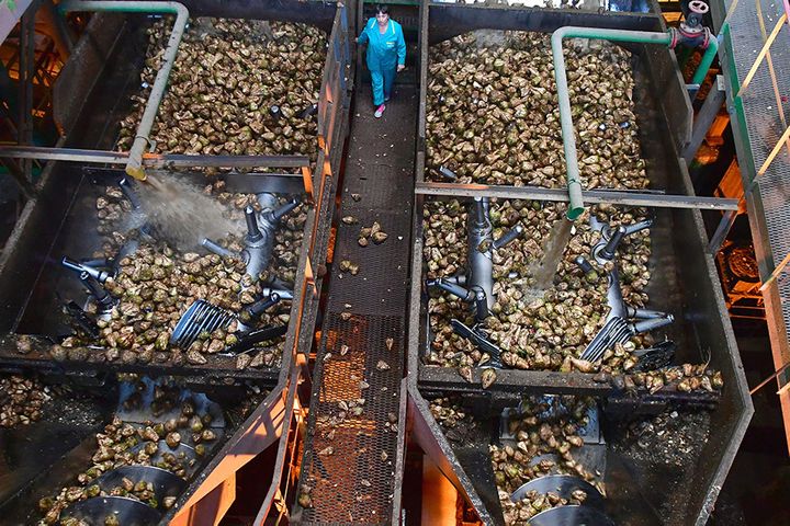 China Allows Russian Sugar Beet Pulp Imports