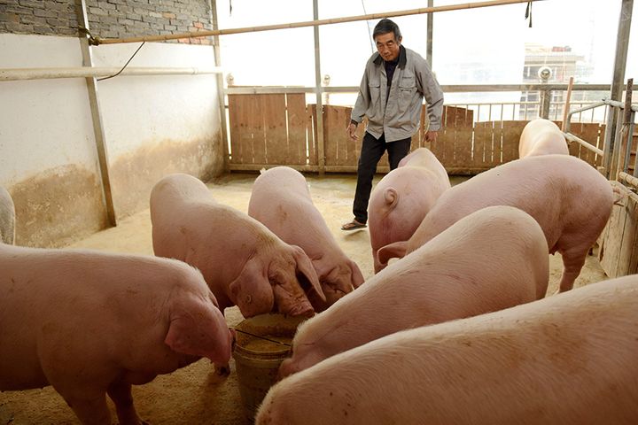 China Aims to Restore 80% of Normal Pig Herd by 2020's End, Official Says