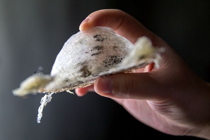 Malaysia Exports Its First Unprocessed Bird Saliva to China for Edible Nests