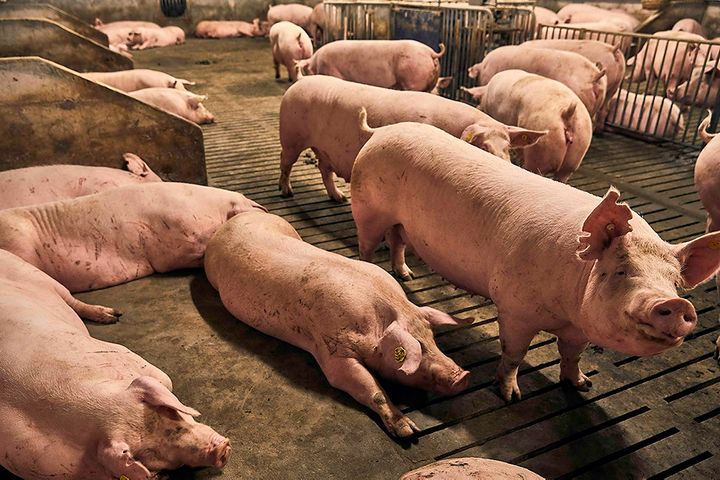 New Hope Liuhe to Snap Up Two Pig Breeders for USD140 Million