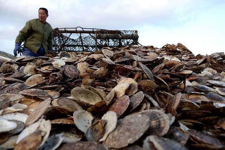 China's Zoneco Denies Trying to Pass Off Japan, SK Scallops as Its Own After Crop Failure