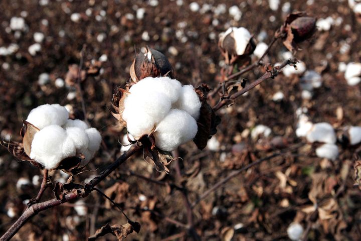 China's Cotton Output Fell 3.5% This Year as Yield, Farmed Area Shrank, NBS Says