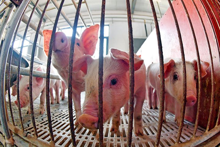 中国の山西省に2億8400万米ドルの養豚場を建設するTech-Bank Food