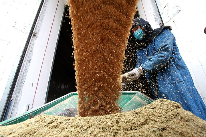 China's Grain Output Hits Record High Despite Reduction in Farmland