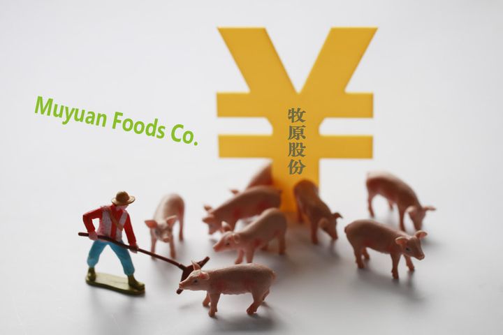 Chinese Pork King Muyuan's Net Profit Rose Over 10 Times Last Year, It Predicts