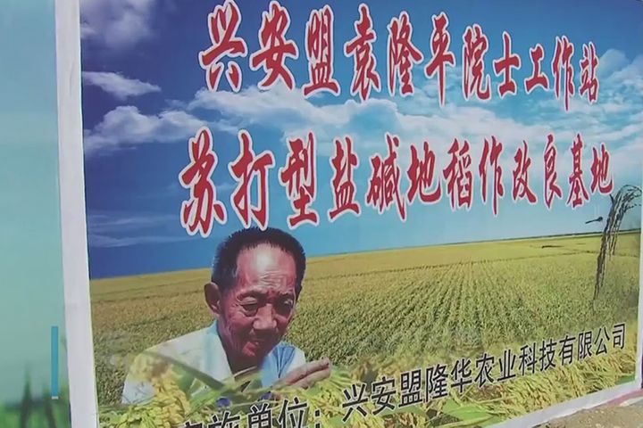 Alibaba, China's 'Father of Hybrid Rice' to Double Farmer Incomes in Inner Mongolia