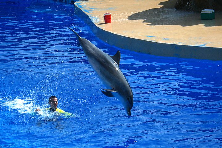 Hong Kong's Ocean Park Asks Gov't for USD1.3 Billion to Combat Losses by Expanding