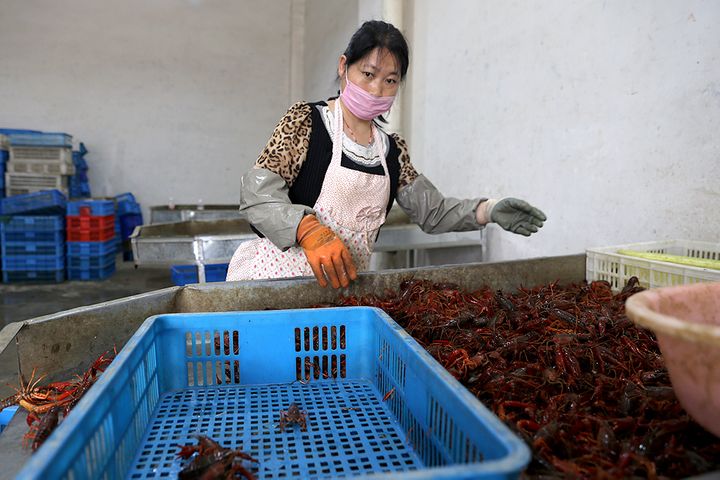Hubei's Crayfish Also Feel Pinch as Covid-19 Blocks Feed, Sales
