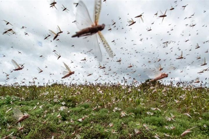 China's Cold Weather Should Make Africa's Desert Locusts Turn Back, Ministry Says