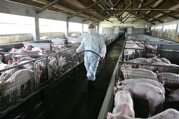 Coronavirus Takes Toll on China's Animal Husbandry