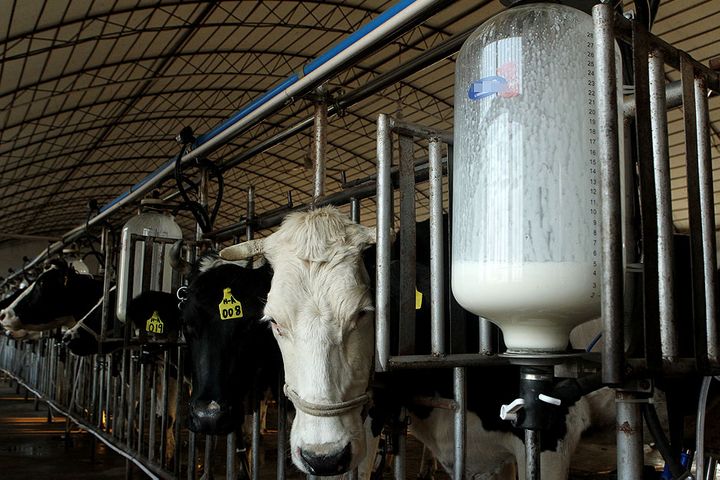 China Modern Dairy Swings to Annual Profit, But Sector Outlook Remains Uncertain