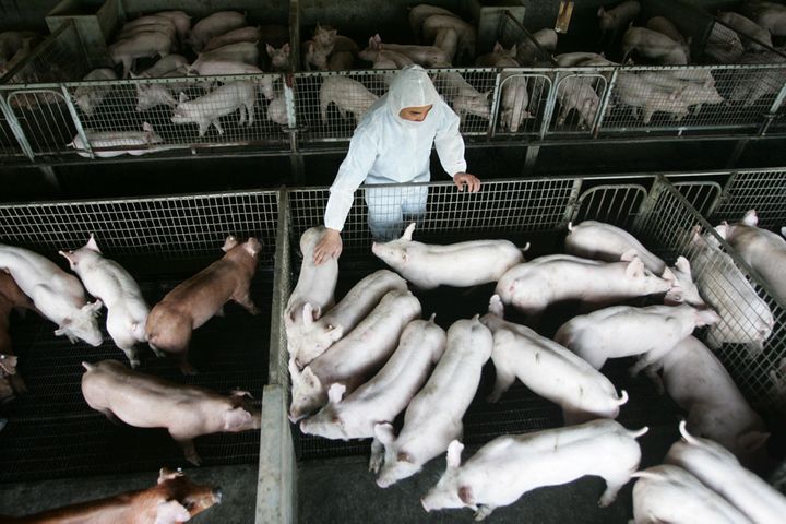 China Permits Pig Pledges to Ensure Pork Supply, Urges Hogs Be Bred Abroad