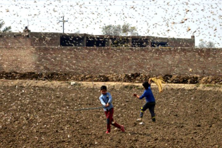 Winds May Carry Desert Locust Plague to China, Gov't Bureau Warns