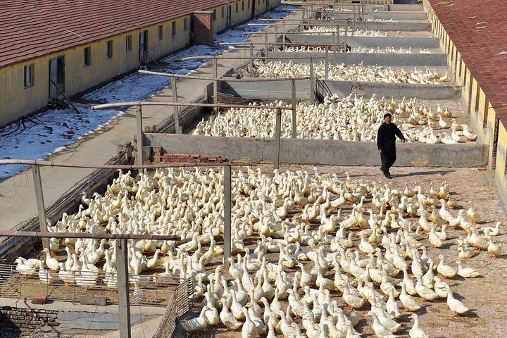 Chinese Duck Meat Packer Is in Dire Straits Due to Epidemic; Banks Can't Help, Boss Says