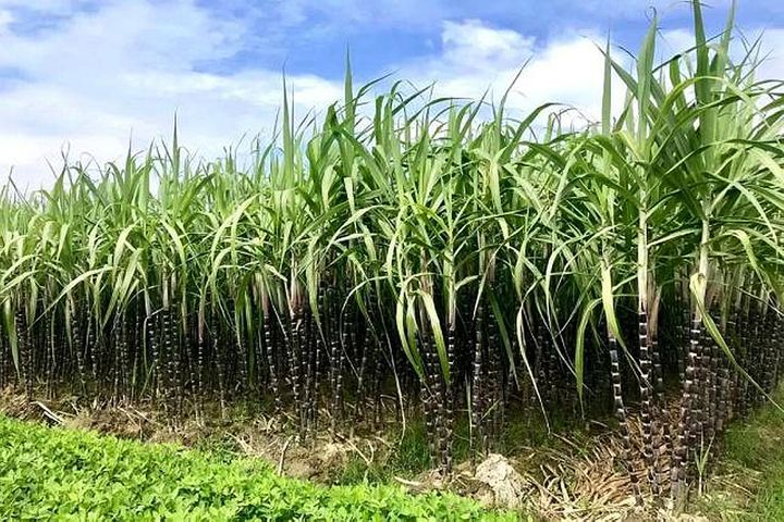 Covid-19 Sours Sugar Production in China's Main Cane Area