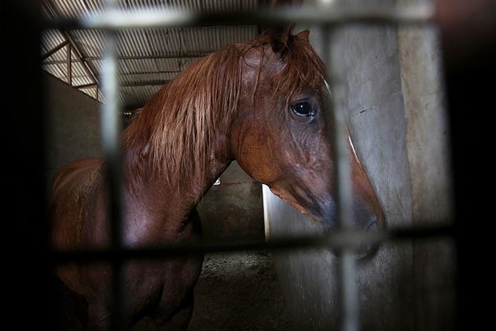 中国が国境地域でアフリカの馬の病気を監視する