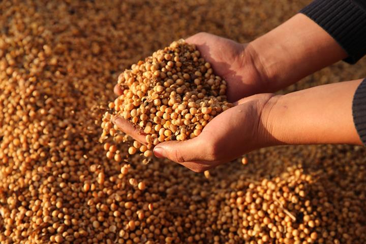 China Approves Import of Home-Developed GM Soybeans Grown Abroad for First Time