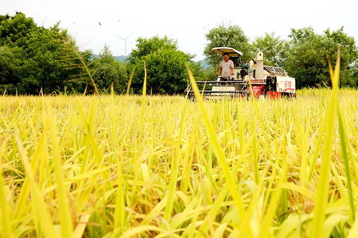 China’s Early Rice Yield Rises After Seven-Year Drop as It Covers More Acreage