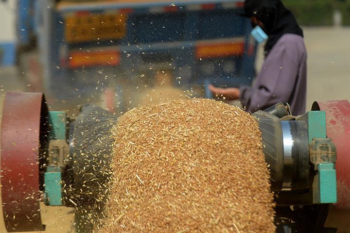 China Harvests Over 650 Million Tons of Grain for Sixth Straight Year